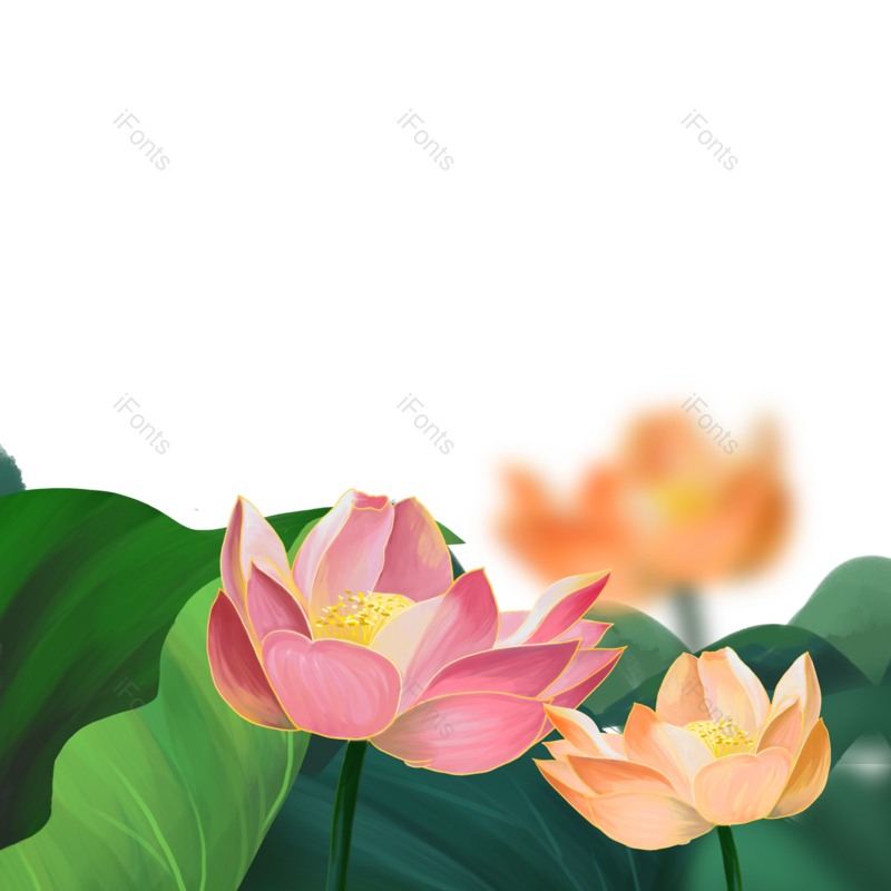 荷花图片,夏天元素,花朵PNG,花朵素材免抠素材